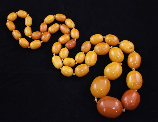 A single strand graduated oval amber bead necklace, 30in.